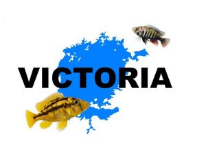 Lake Victoria Cichlids